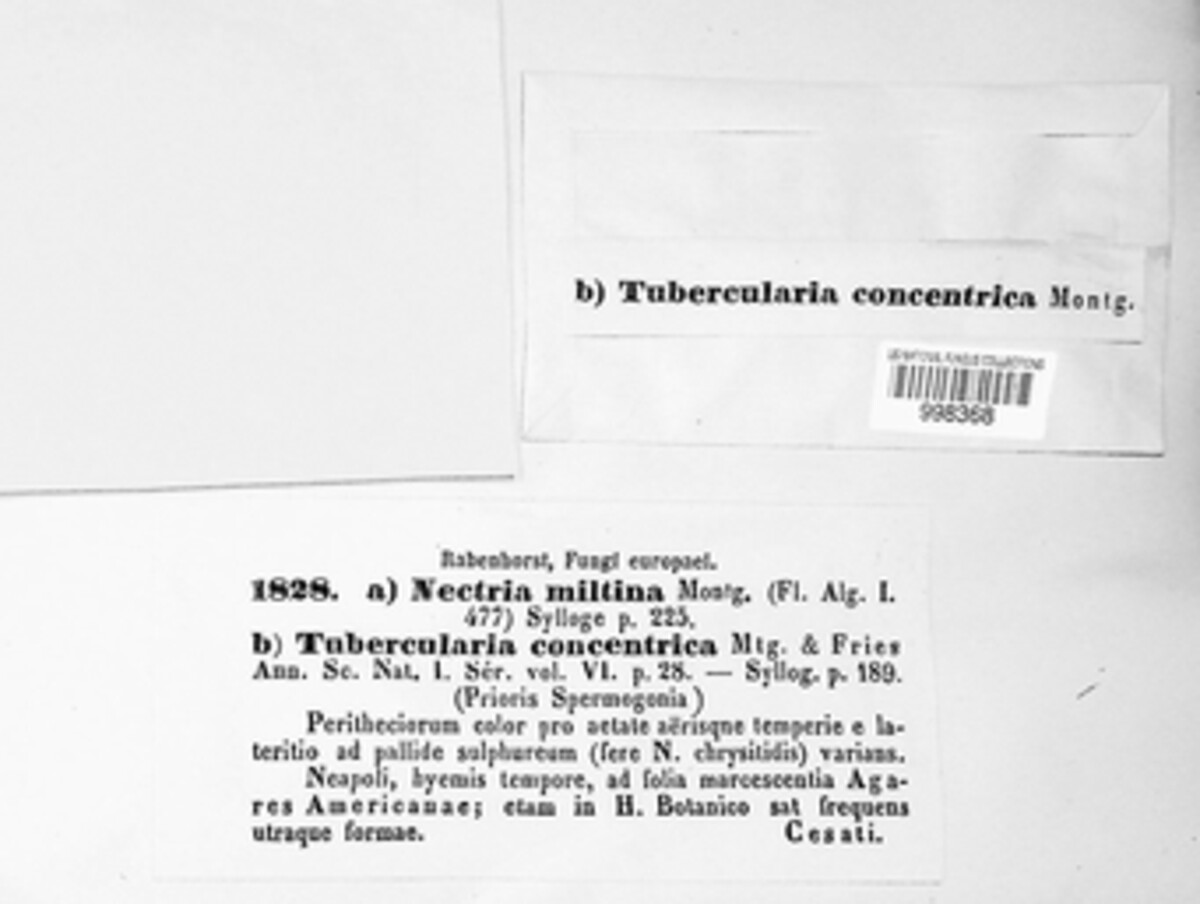 Tubercularia concentrica image